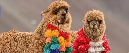 Immersion in the impressive Cusco | LGBTIQ