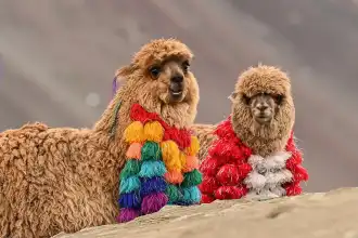 Immersion in the impressive Cusco | LGBTIQ